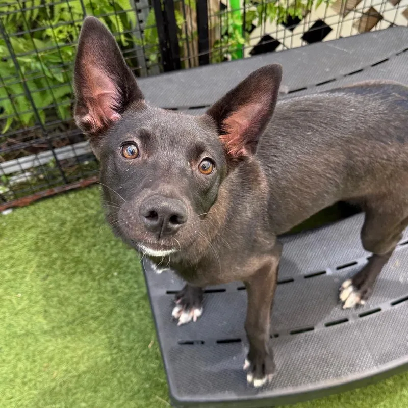 A young small-sized female German Shepherd Dog dog named Piper for adoption in LOXAHATCHEE, FL