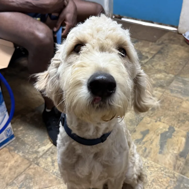 An adult medium-sized male Yellow / Tan / Blond / Fawn Poodle dog named Jasper for adoption in Columbia, SC