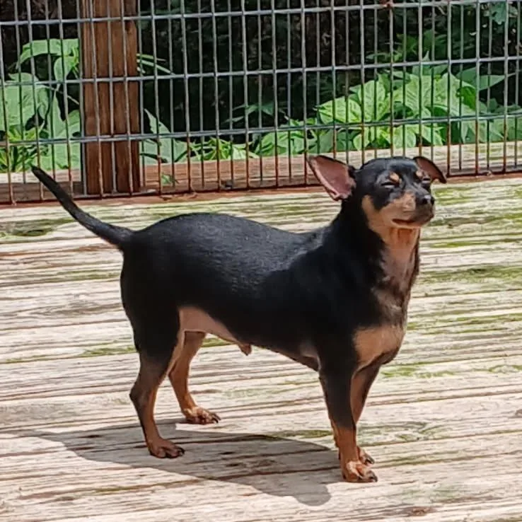 A young small-sized male Bicolor Miniature Pinscher dog named Poco for adoption in Chicopee, MA