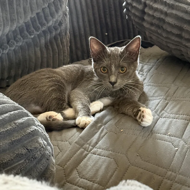 A young medium-sized female Gray & White Domestic Short Hair cat named Raine for adoption in Tracy, CA
