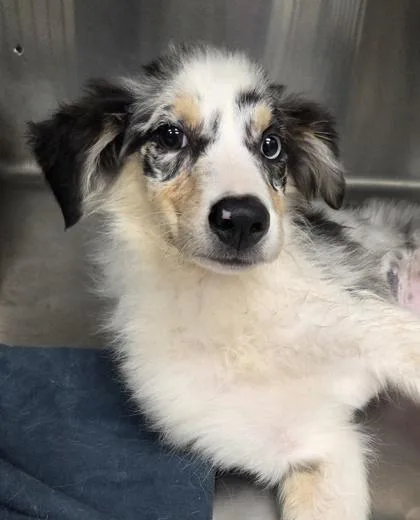 A baby medium-sized female Australian Shepherd dog named Brynn for adoption in Kinzers , PA