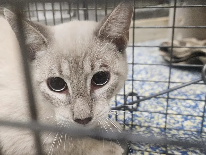 A baby small-sized male Siamese cat named Jimmy for adoption in Maumelle, AR