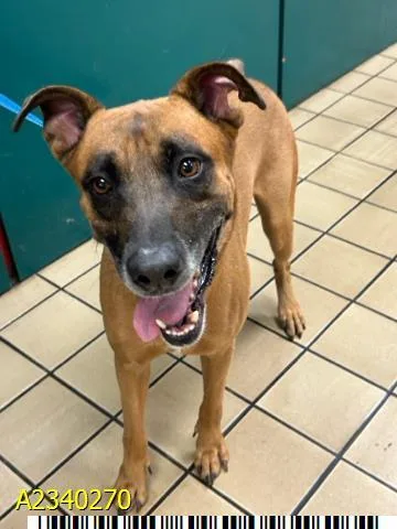 An adult large-sized male Mixed Breed dog named Loki for adoption in West Palm Beach, FL