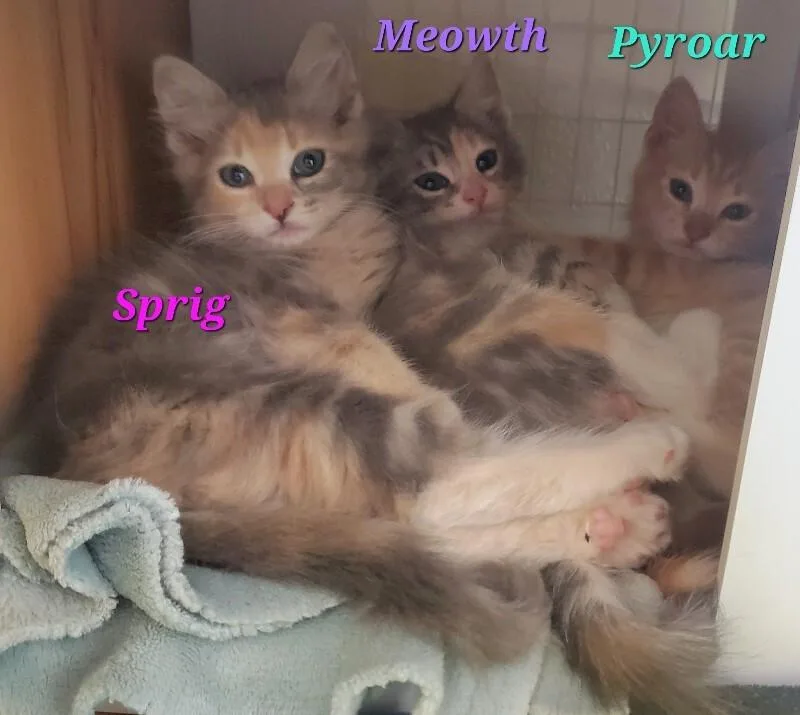A baby medium-sized male Domestic Short Hair cat named Pyroar for adoption in Diamond Springs, CA