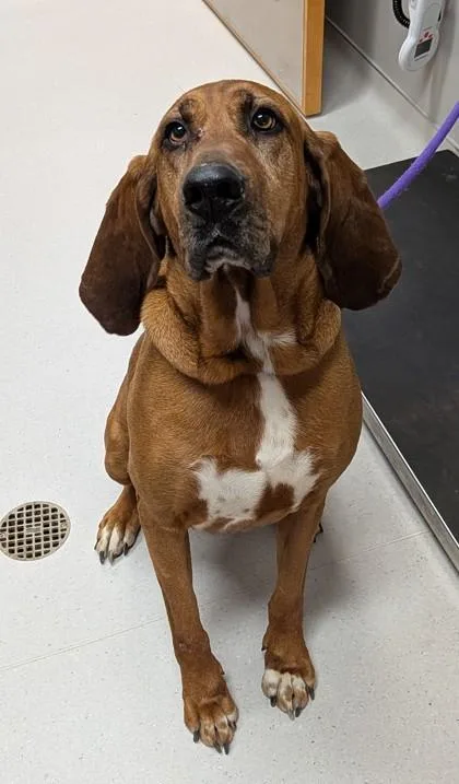 An adult large-sized female Hound dog named Sadie for adoption in Missoula, MT