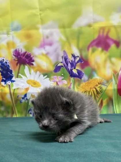 A baby small-sized male Domestic Short Hair cat named Mark for adoption in San Antonio, TX