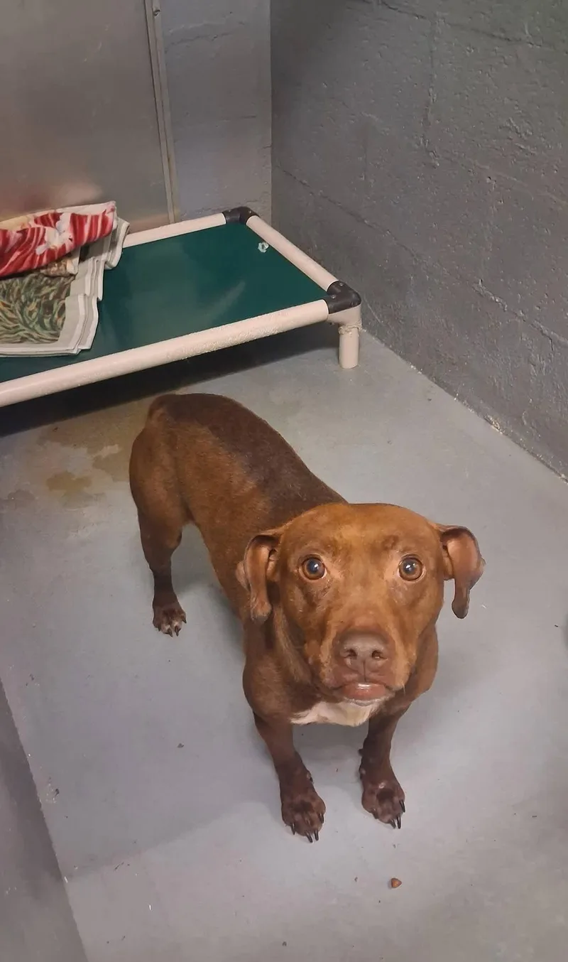 An adult medium-sized female Brown / Chocolate Mixed Breed dog named Stella for adoption in Stuart, VA