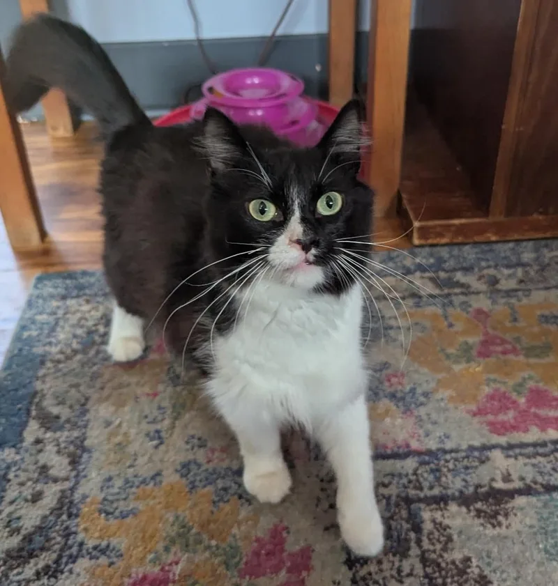 A young medium-sized male Black & White / Tuxedo Domestic Long Hair cat named Jasper for adoption in Pasadena, CA