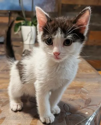 A baby small-sized female Domestic Short Hair cat named Lady Gaga for adoption in Colorado Springs, CO