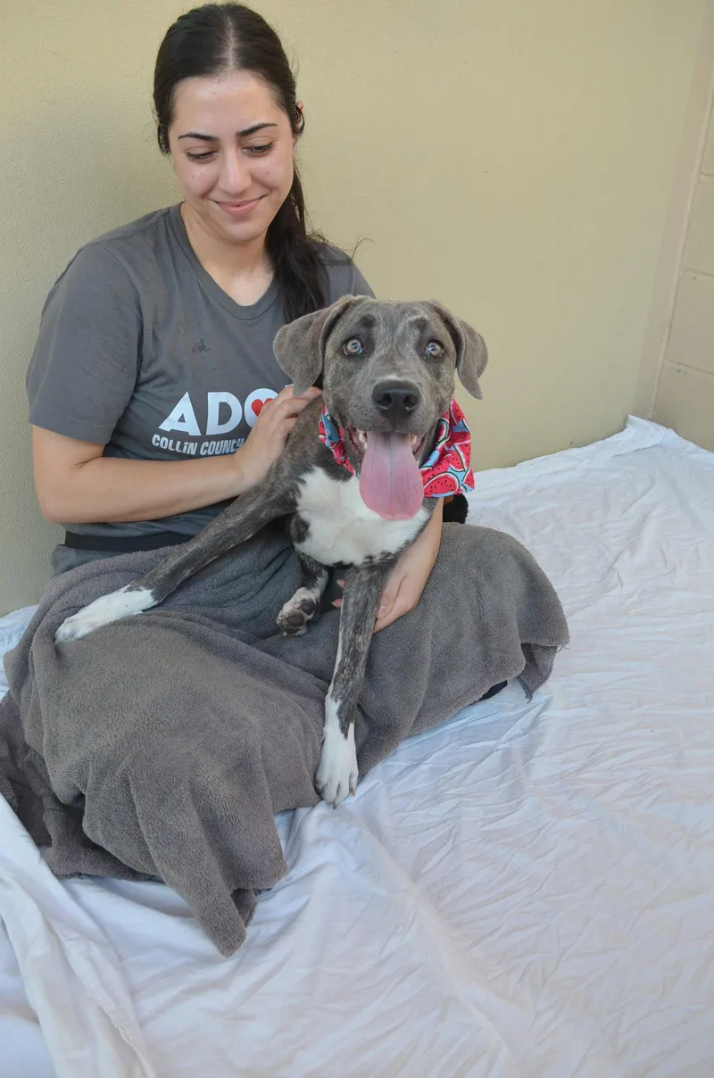 A baby large-sized female Mixed Breed dog named Biscotti for adoption in McKinney, TX