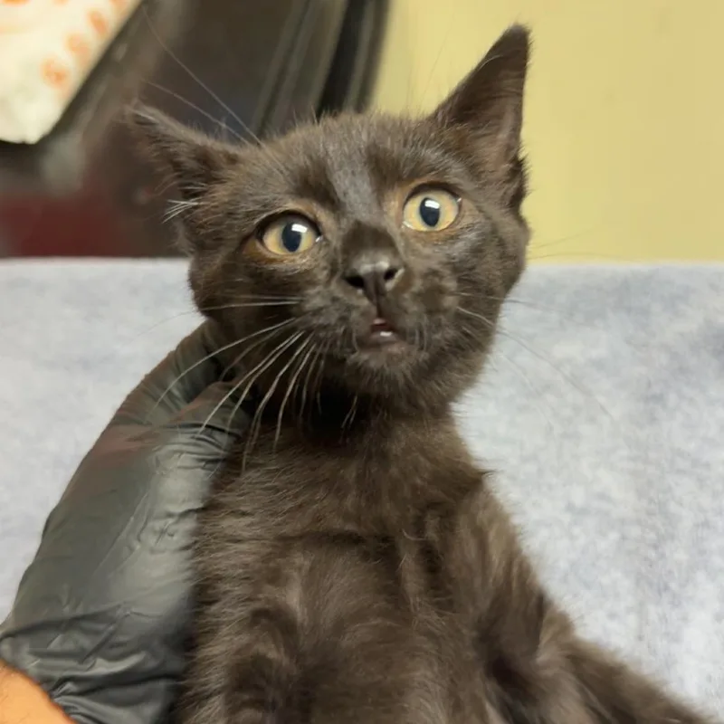 A baby small-sized female Black Domestic Short Hair cat named Misty for adoption in Lakewood, CO