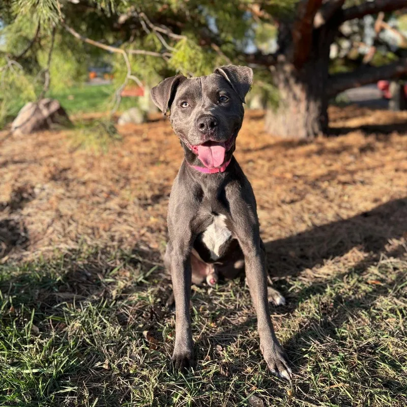 An adult medium-sized male Pit Bull Terrier dog named Otis for adoption in Fargo, ND