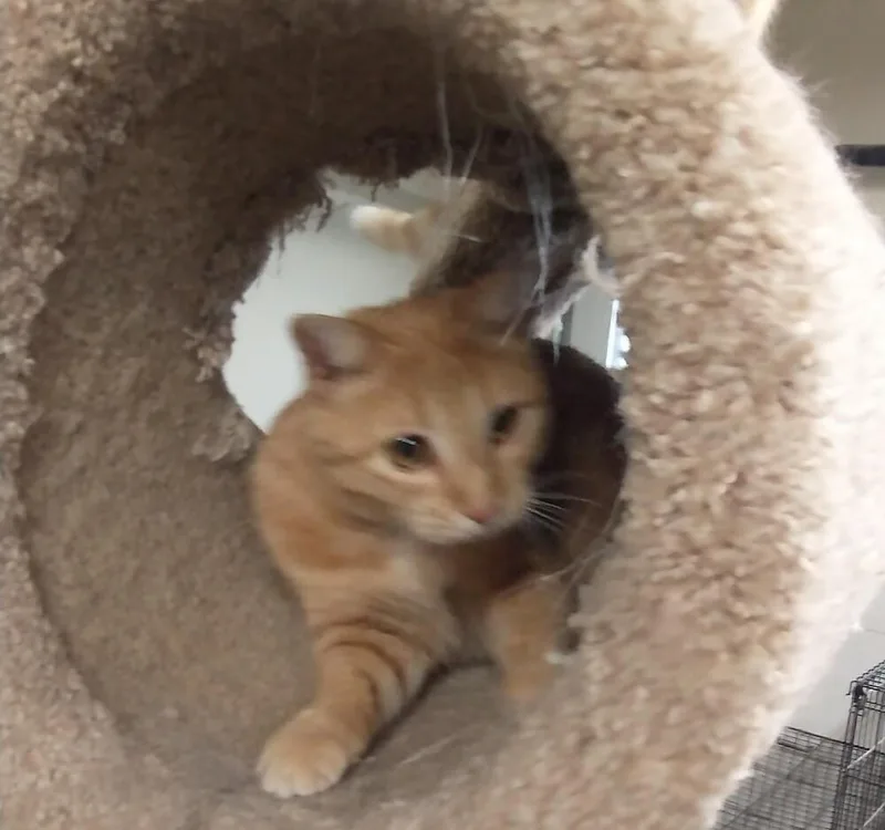 Pumpkin thumbnail 3