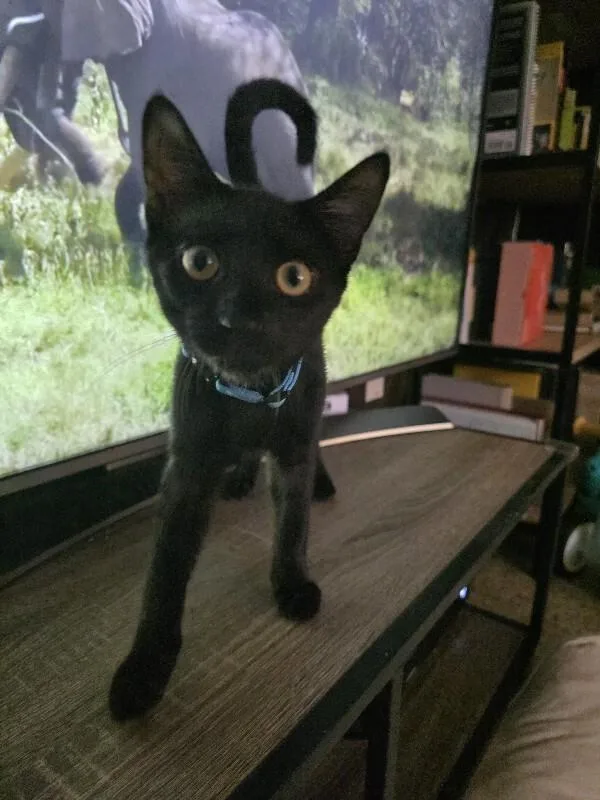 A young medium-sized male Black Domestic Short Hair cat named Benji for adoption in Maitland, FL
