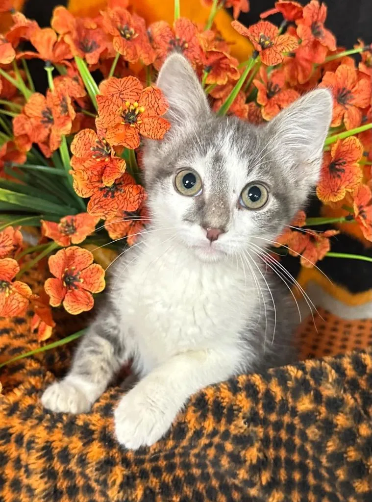 A baby small-sized male Domestic Short Hair cat named Spike for adoption in Stillwater, OK