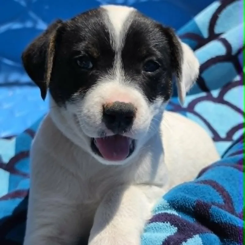 A baby large-sized female White / Cream German Shepherd Dog dog named Stevie Nicks for adoption in Olathe, KS