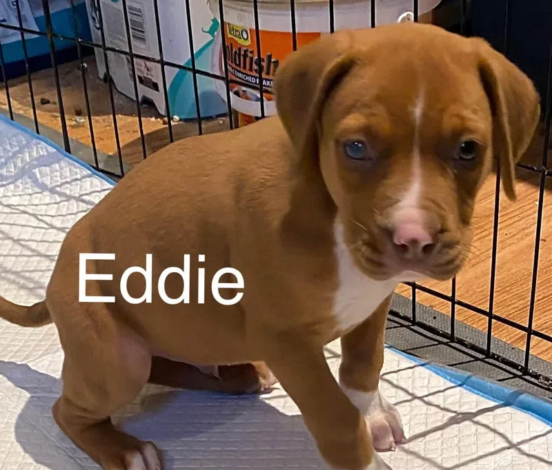 Eddie