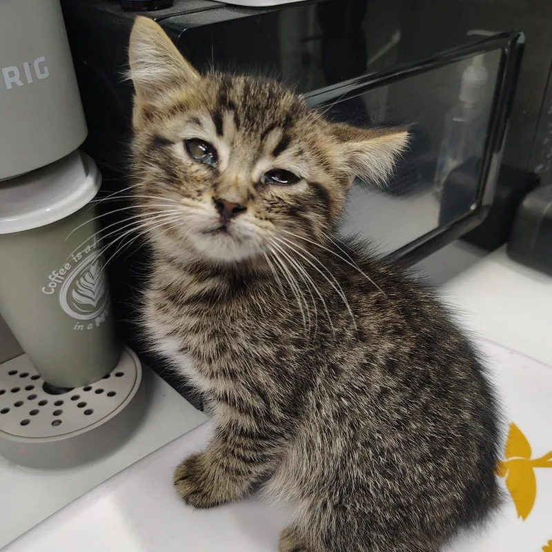 A baby small-sized male Gray / Blue / Silver Domestic Short Hair cat named Darrell for adoption in Springtown, TX