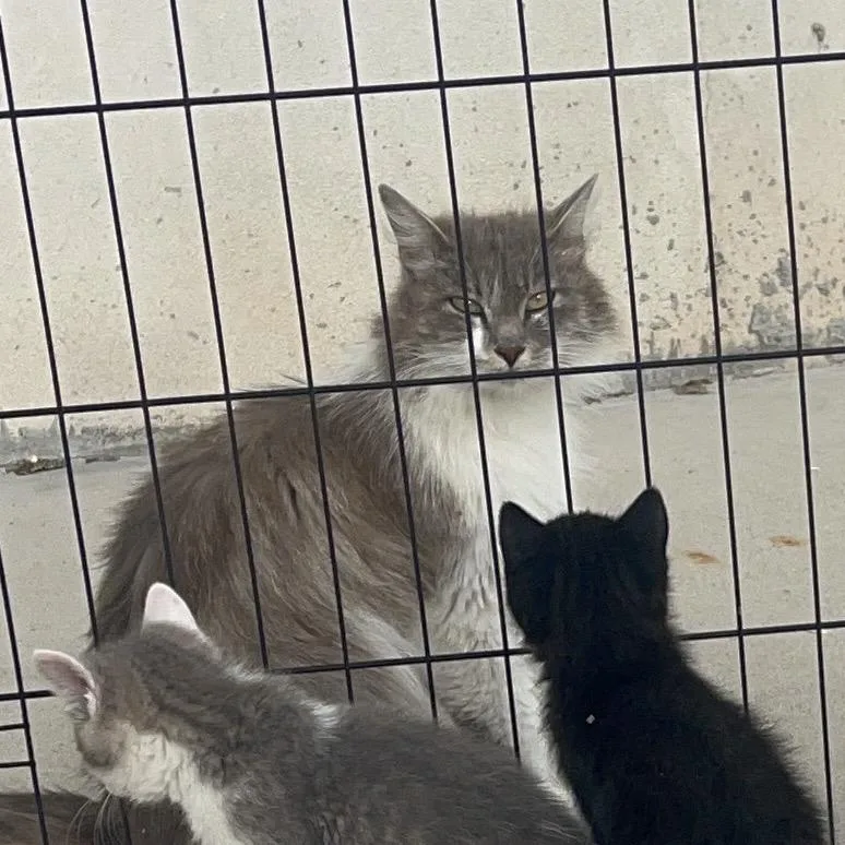A baby small-sized female Gray / Blue / Silver Domestic Short Hair cat named Sandy for adoption in Layton, UT