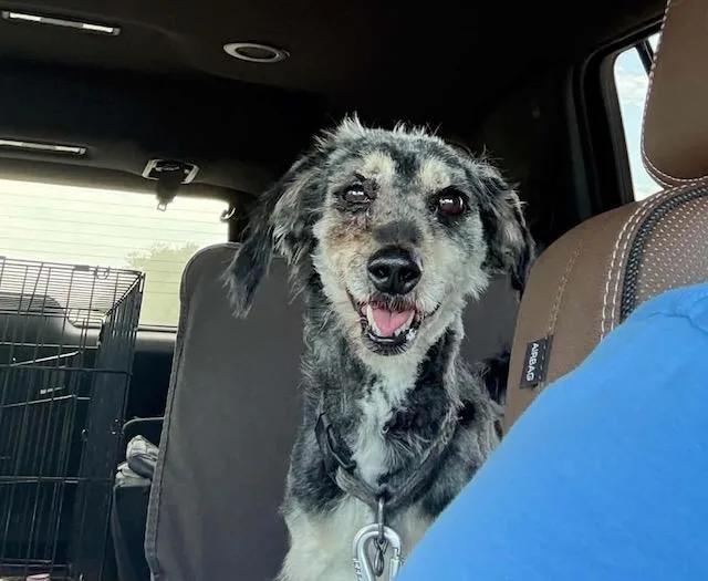 An adult medium-sized male Mixed Breed dog named Bunker for adoption in Seward, NE