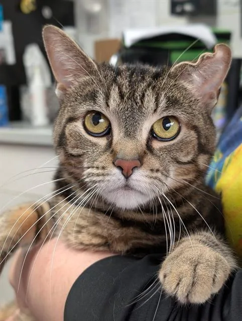 An adult medium-sized female Domestic Short Hair cat named Luna for adoption in Canfield, OH
