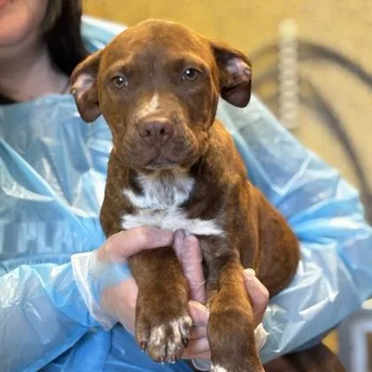 A baby small-sized male Mixed Breed dog named Mr. Pibb for adoption in Merriam, KS