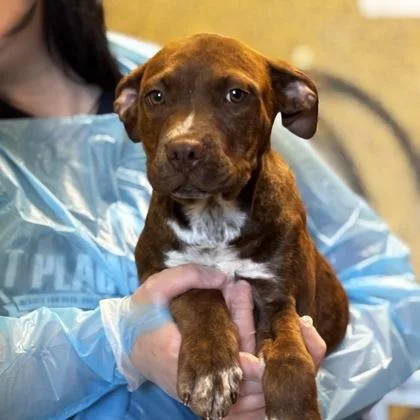 Mr. Pibb thumbnail 2