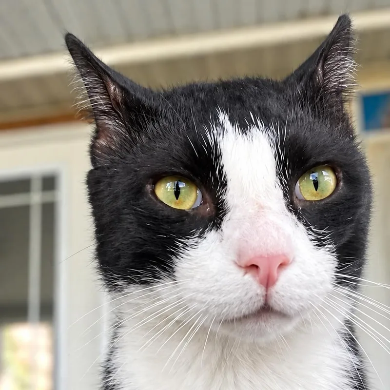 An adult large-sized male Black Manx cat named Godiva for adoption in Jupiter, FL