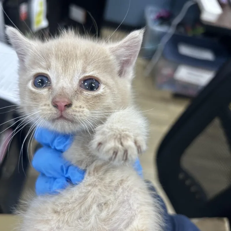 A baby small-sized female Cream / Ivory Domestic Short Hair cat named Cream Puff for adoption in Newark, NJ