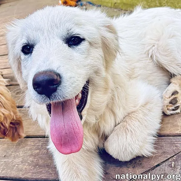 A baby large-sized male White / Cream Great Pyrenees dog named Ridge In Va  for adoption in Beacon, NY