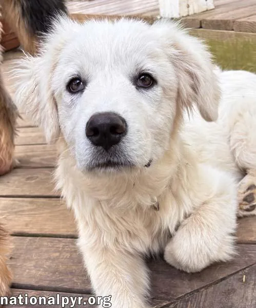 Ridge In Va  thumbnail 2