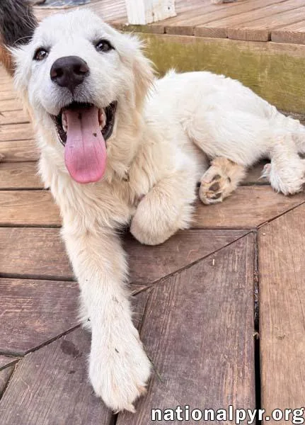 Ridge In Va  thumbnail 3