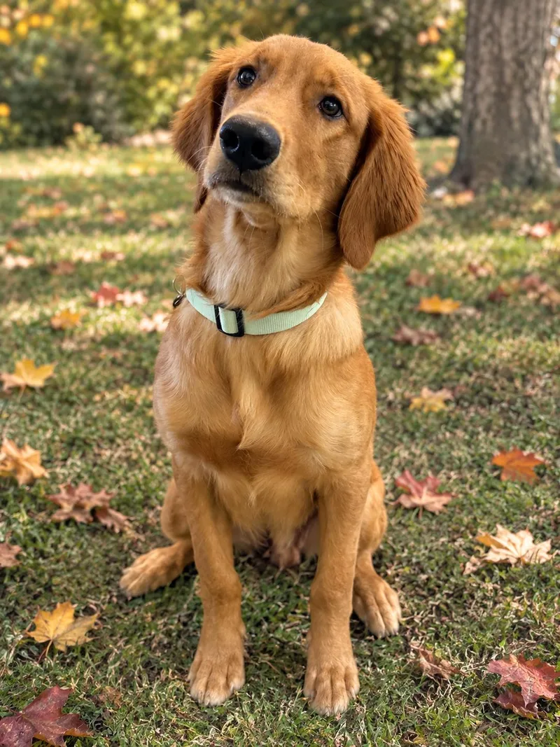 A baby large-sized male Golden Retriever dog named Oscar for adoption in New Canaan, CT
