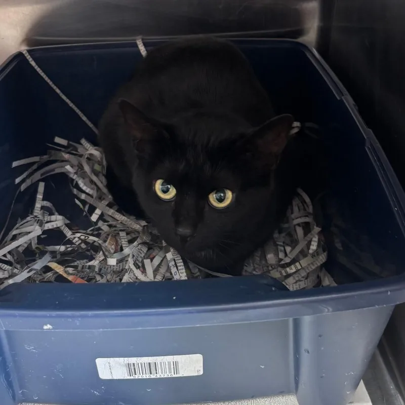 An adult medium-sized female Black Domestic Short Hair cat named Nova for adoption in Philadelphia, PA