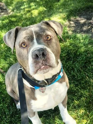 An adult large-sized male Pit Bull Terrier dog named Tank for adoption in Dayton, OH