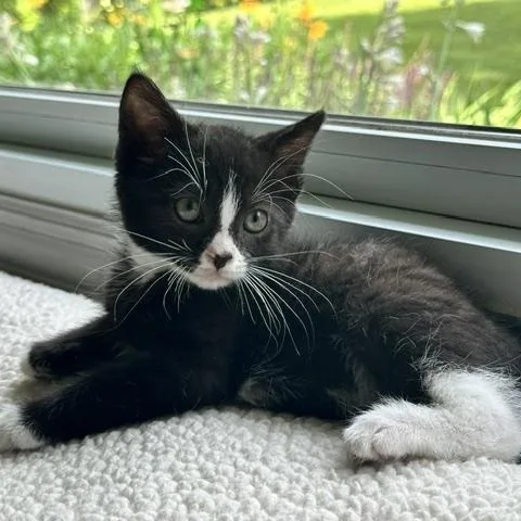 A baby small-sized male Black & White / Tuxedo Domestic Short Hair cat named Kurt Best Friends With for adoption in West Jefferson, OH