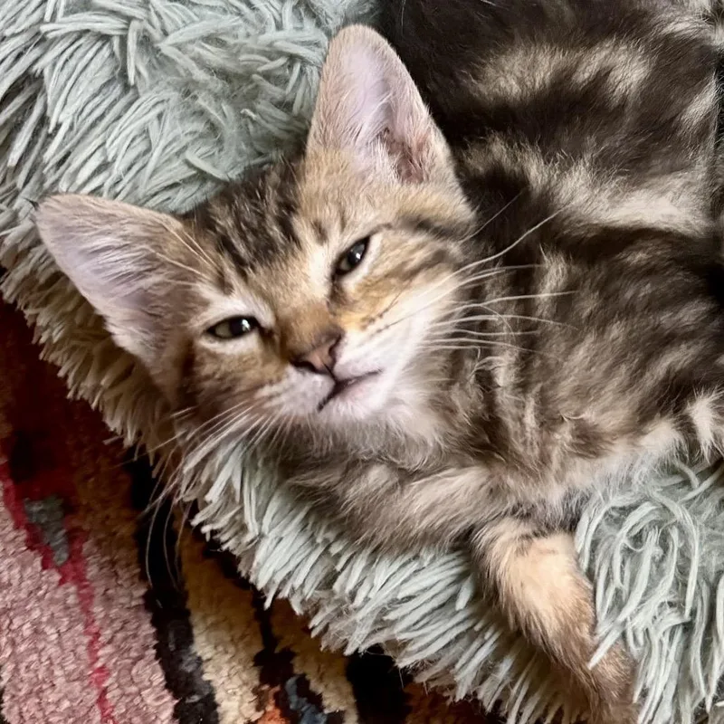 A baby small-sized male Brown / Chocolate Domestic Short Hair cat named Loki for adoption in Long Beach, CA