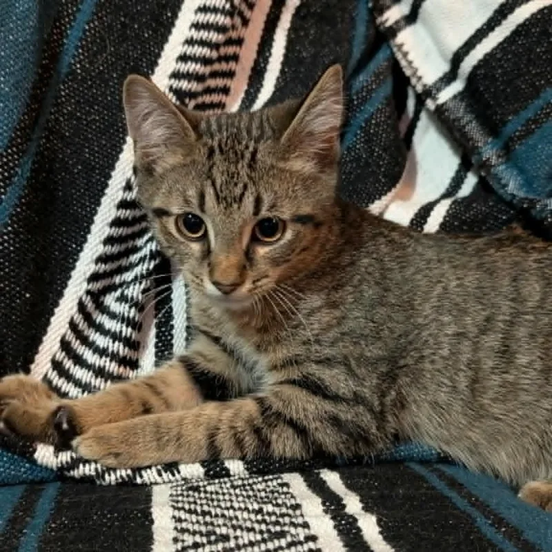 A baby medium-sized male Tabby (Orange / Red) Domestic Short Hair cat named Nash for adoption in Orange, VA