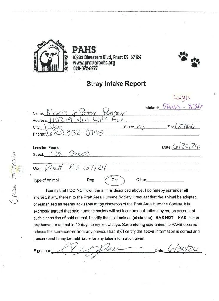 A baby small-sized female Domestic Short Hair cat named Laryn for adoption in Pratt, KS