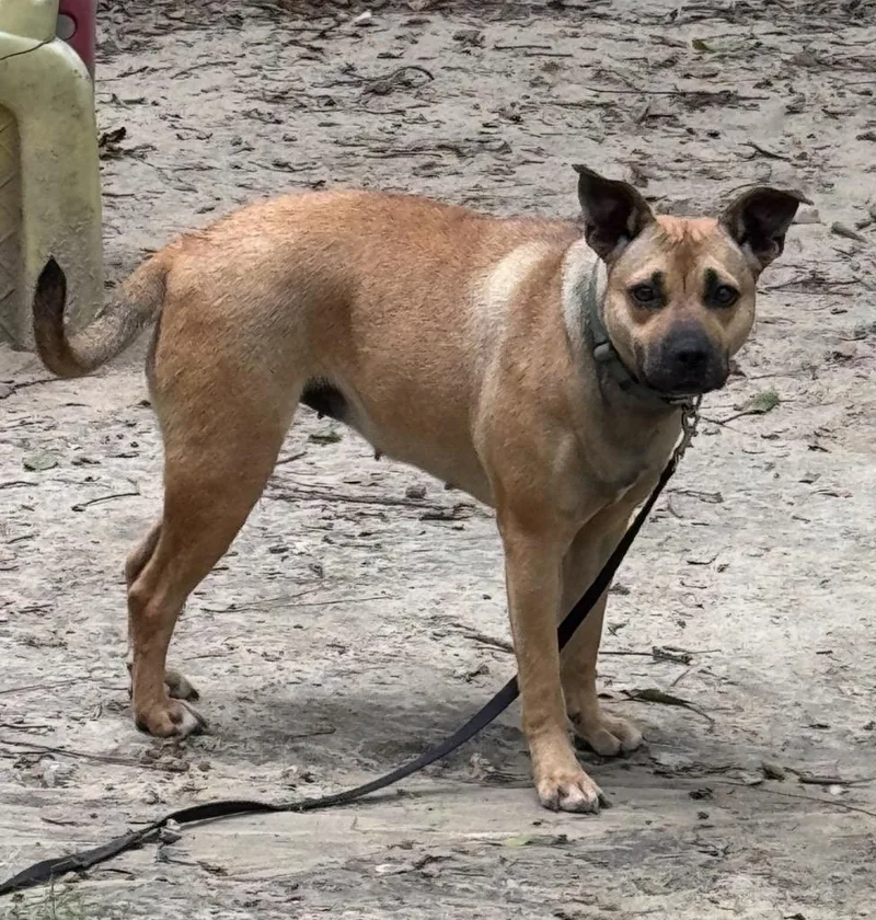 A young medium-sized female Yellow / Tan / Blond / Fawn Mixed Breed dog named Patience for adoption in BONIFAY, FL