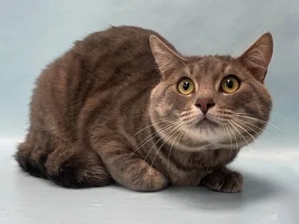 An adult small-sized male Domestic Short Hair cat named Bear for adoption in Coon Rapids, MN