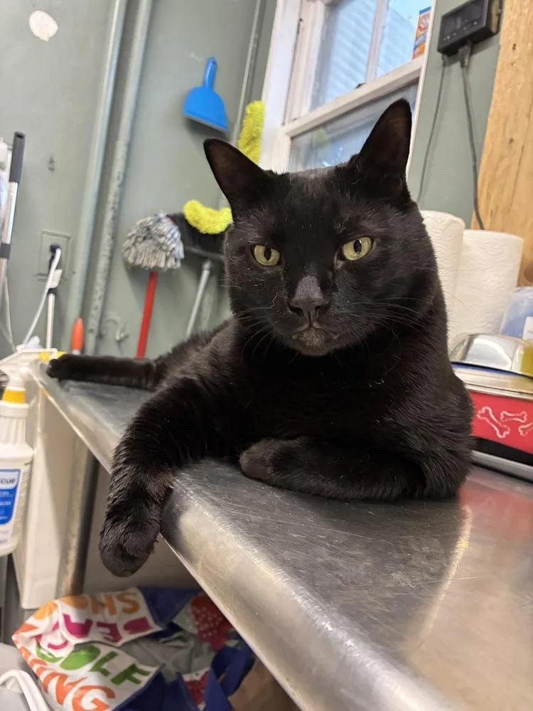 An adult large-sized male Black Bombay cat named Lucky for adoption in Randolph, MA