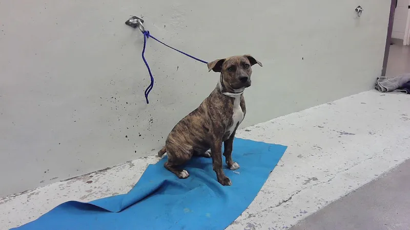 A young medium-sized female Staffordshire Bull Terrier dog named Peanut for adoption in Houston, TX
