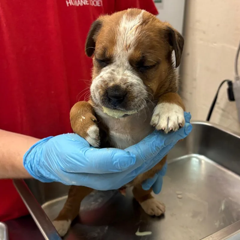 A baby small-sized male Yellow / Tan / Blond / Fawn Terrier dog named Tate for adoption in Birmingham, AL
