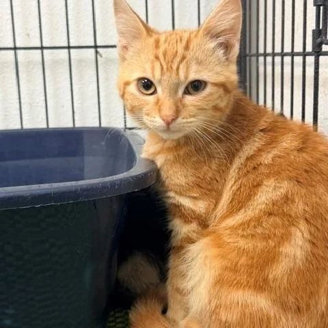 A baby small-sized male Orange / Red Domestic Short Hair cat named Rusty for adoption in Hawthorne, CA