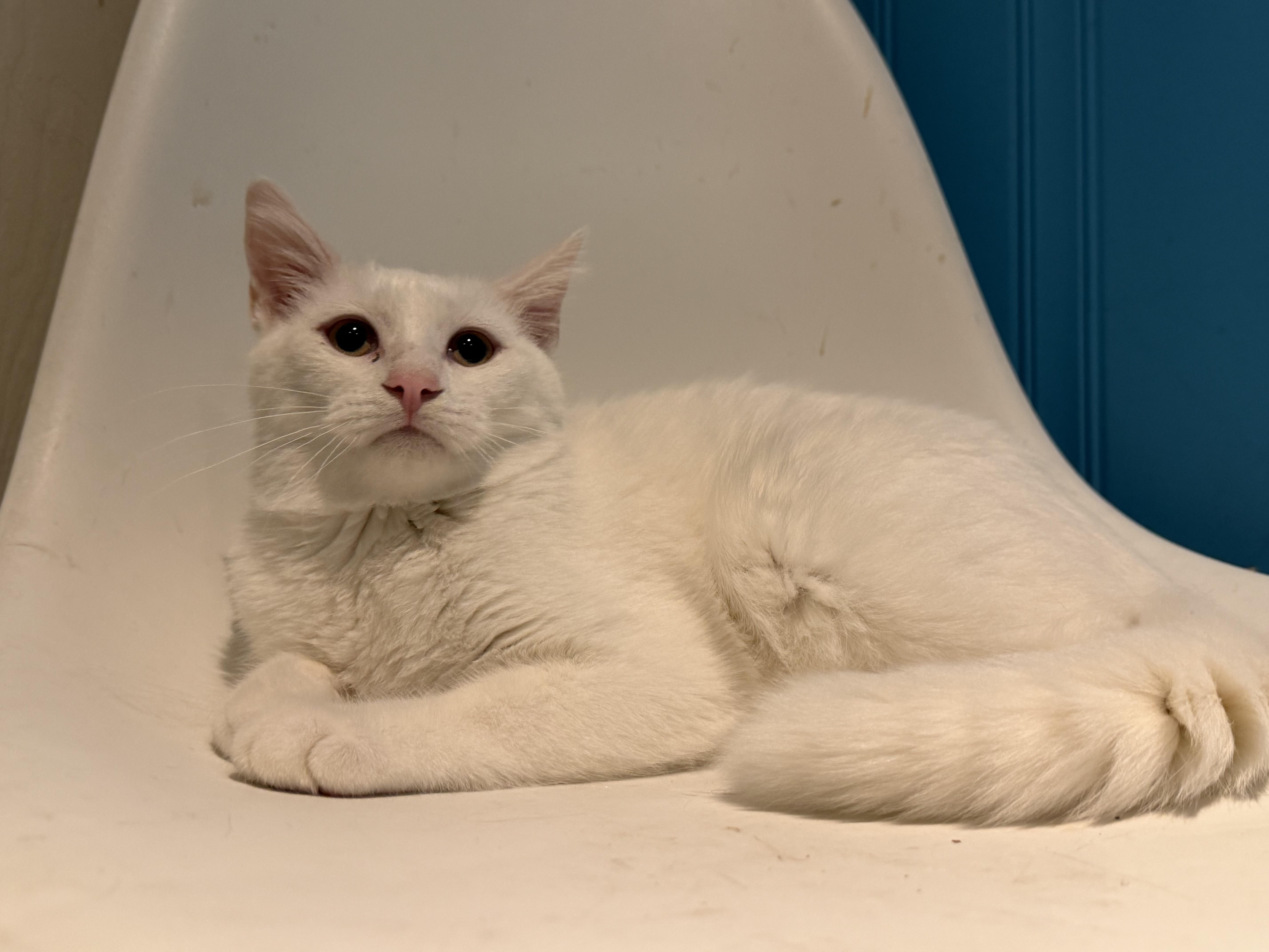 A young medium-sized male Domestic Medium Hair cat named Wren for adoption in Lemont, IL