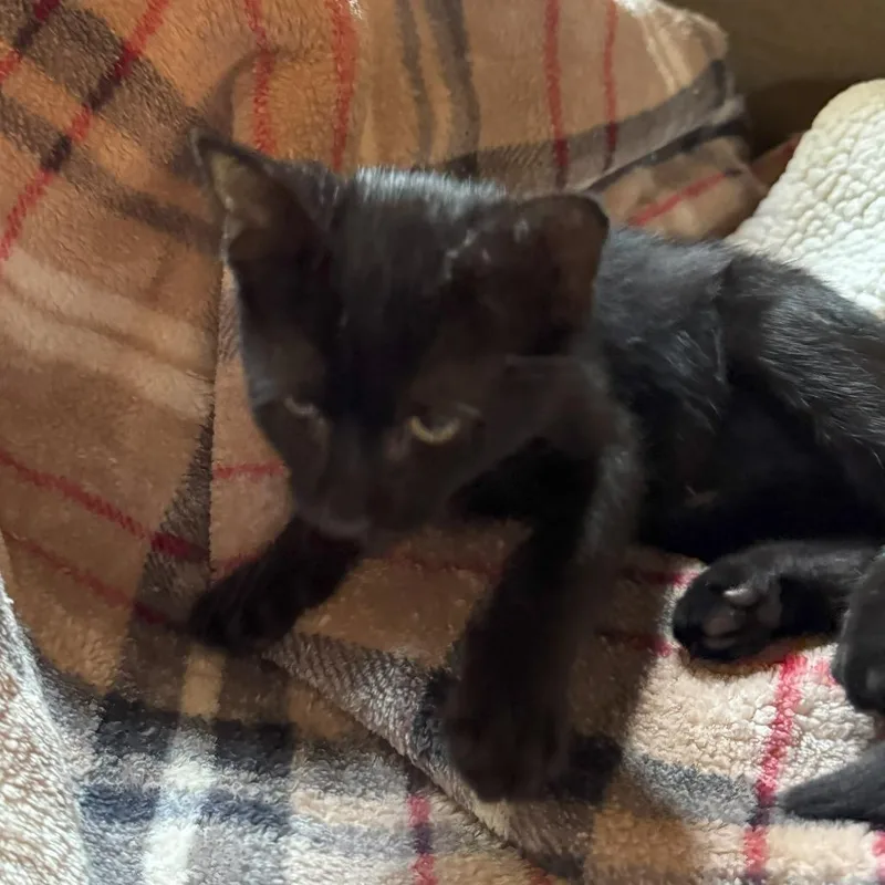 A young small-sized male Black Domestic Short Hair cat named Binx for adoption in Abbeville, SC