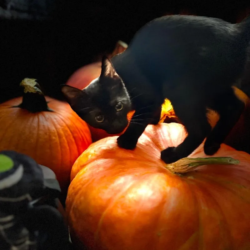 Binx thumbnail 2