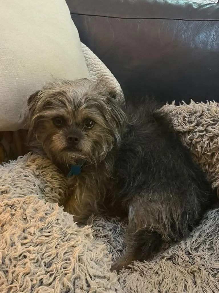 An adult small-sized female Gray / Blue / Silver Brussels Griffon dog named Yves St LaurentSassy for adoption in Shingle Springs, CA