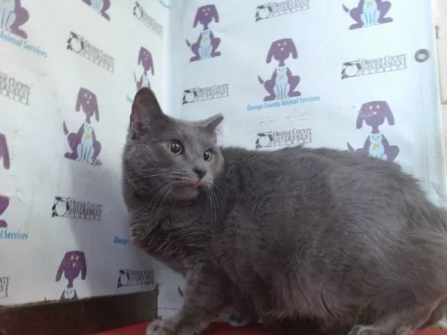 A young large-sized male Domestic Short Hair cat named Gray for adoption in Orlando, FL